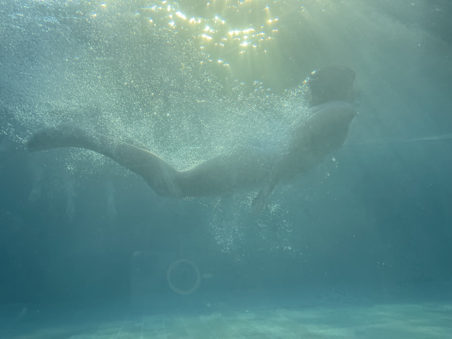 Movimento de uma pessoa sob a água da piscina da Casa N